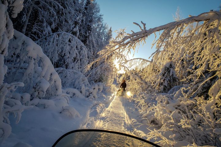 a tree covered in snow