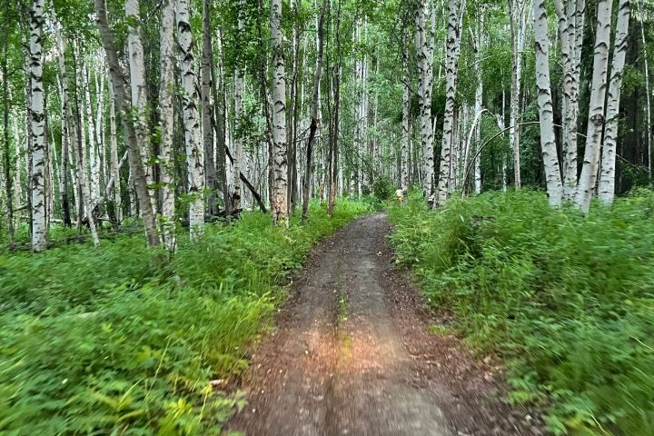 Dirt path through a forest with tall birch trees and lush green foliage.
