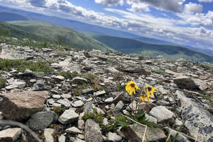 Yellow flowers on a rocky mountain landscape with a cloudy sky.