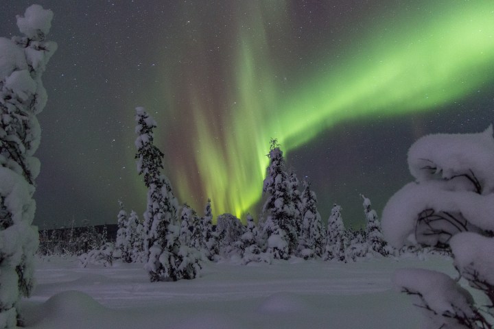 Snow-covered trees under green aurora borealis in a starry night sky.